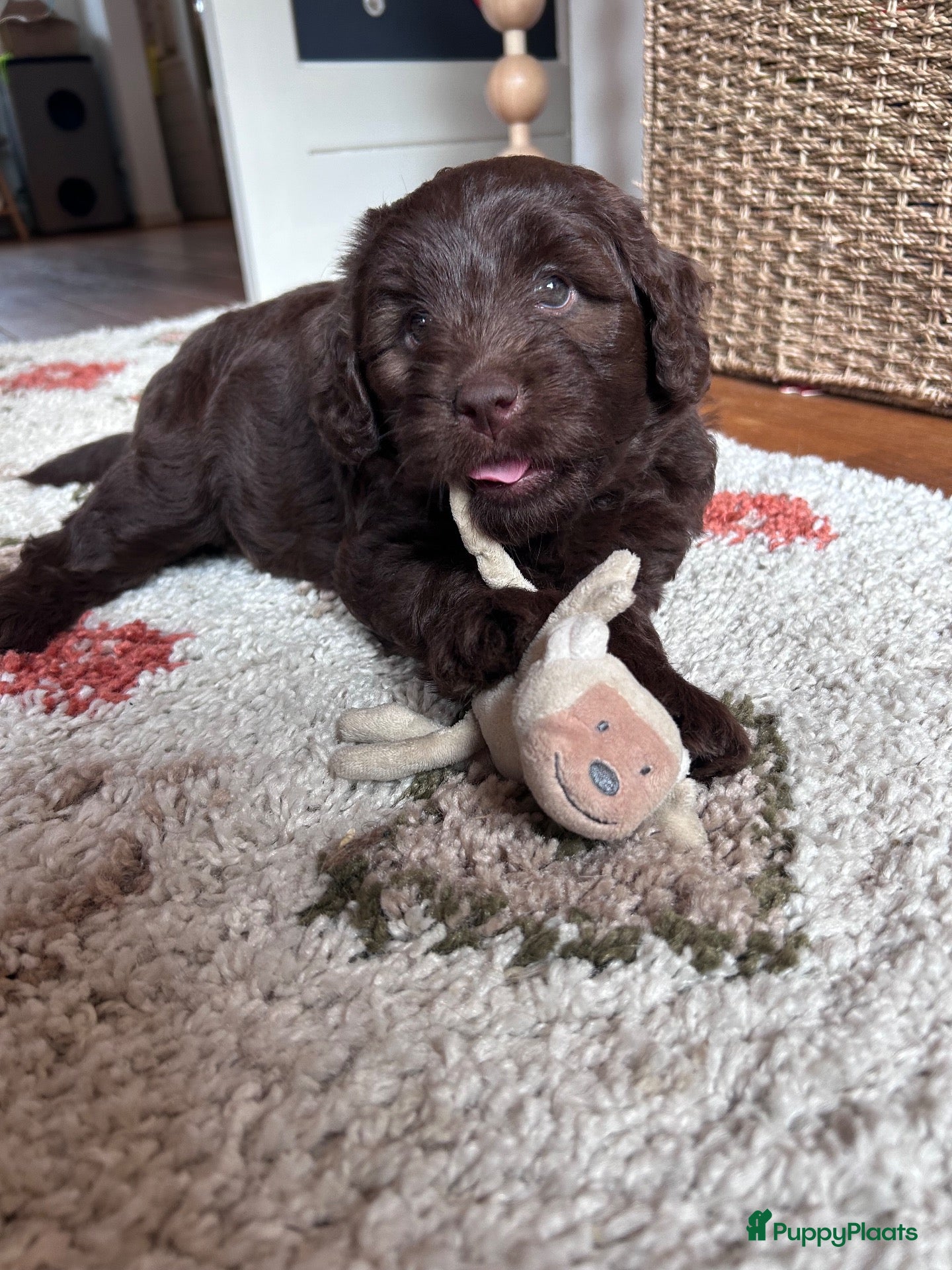 Labradoodle honden Prachtige medium labradoodle pups - Advertentie 1