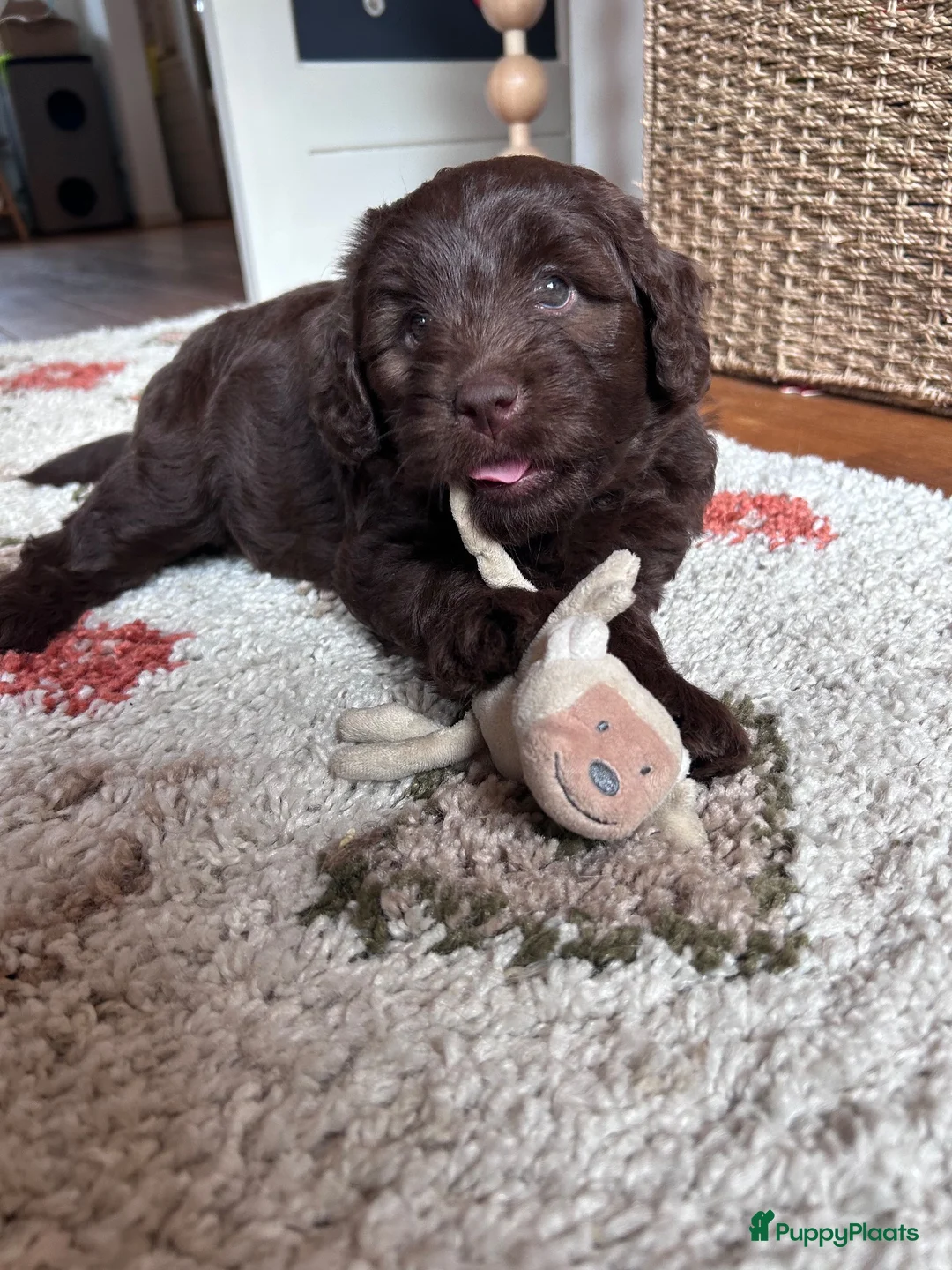 Labradoodle honden te koop: Prachtige medium labradoodle pups - Advertentie 1