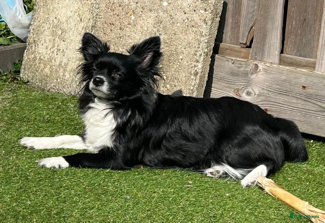 Chihuahua honden te koop: Chihuahua - Advertentie 2