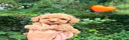 Kruising honden te koop: Kleine poedel pups (toypoedel x dwergpoedel) - Advertentie 20