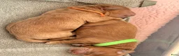 Australian Labradoodle honden te koop:  Australiën Labradoodle (medium) pups - Advertentie 5