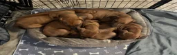 Rhodesian Ridgeback honden te koop: 10 prachtige Rhodesian Ridgeback pups te koop - Advertentie 21