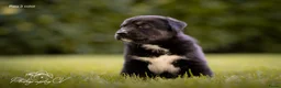 Kruising honden te koop: Huskador pupjes (labrador x Husky) - Advertentie 8