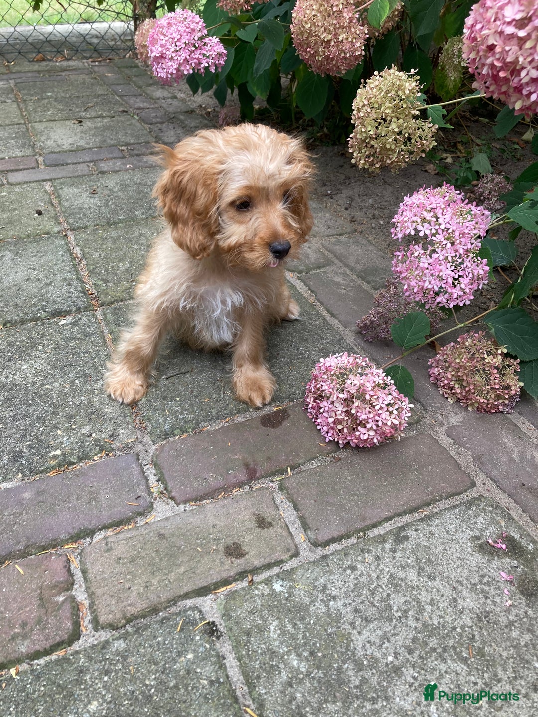 Cockapoo honden te koop: Hele lieve Cockapoo pups - Afbeelding 5
