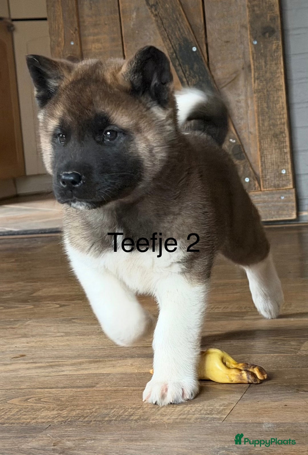 American Akita honden te koop: Prachtige American akita pups van unieke bloedlijn - Advertentie 14
