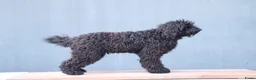 Barbet honden te koop: Co own adres gezocht - gratis!  - Advertentie 5