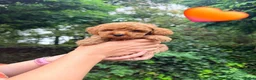 Kruising honden te koop: Kleine poedel pups (toypoedel x dwergpoedel) - Advertentie 7