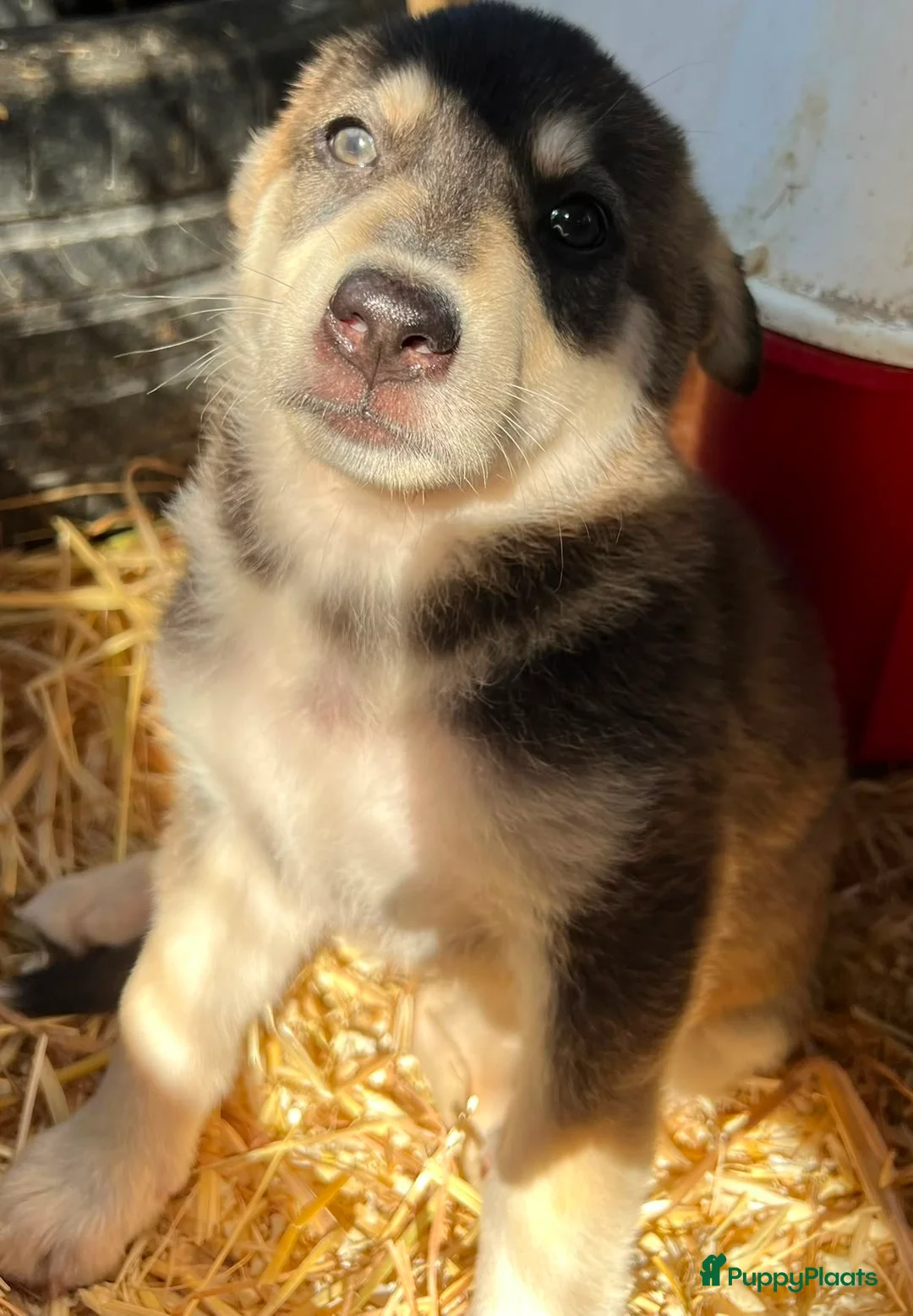 Kruising honden ter adoptie: clara wil heel graag een gouden mandje een vriend - Advertentie 8