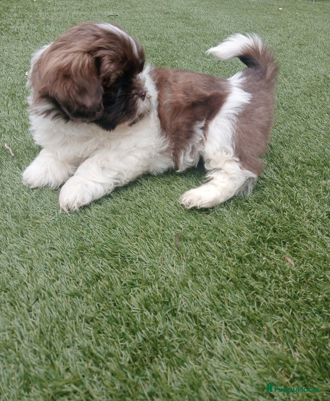 Shih Tzu honden te koop: Raszuivere Shih tzu pups nog 1 teefje en 1 reutje  - Afbeelding 7