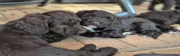 Kruising honden te koop: Sproodle pups mogen 't nest verlaten - Advertentie 5