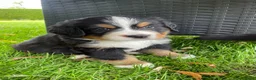 Berner Sennenhond honden te koop: Prachtige Raszuivere Berner Sennen pups te koop in Voorthuizen - Advertentie 8