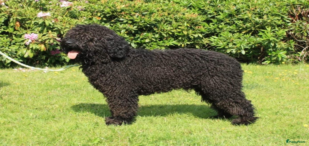 Galerij afbeelding {{count}}