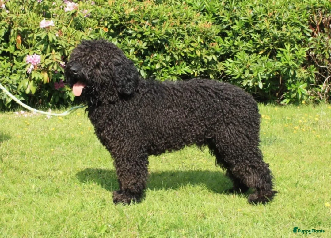 Galerij afbeelding {{count}}