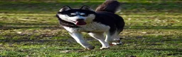 Siberische Husky honden te koop: Lieve husky pups zoeken een gouden mandje - Advertentie 2