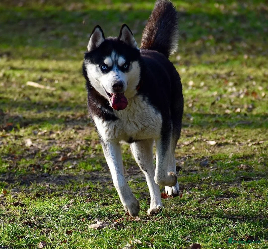 Siberische Husky honden te koop: Lieve husky pups zoeken een gouden mandje - Advertentie 2