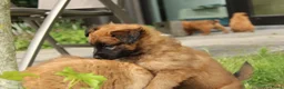 Tervuerense Herder honden te koop: Baskische herder teefje zoekt gastgezin - Advertentie 10