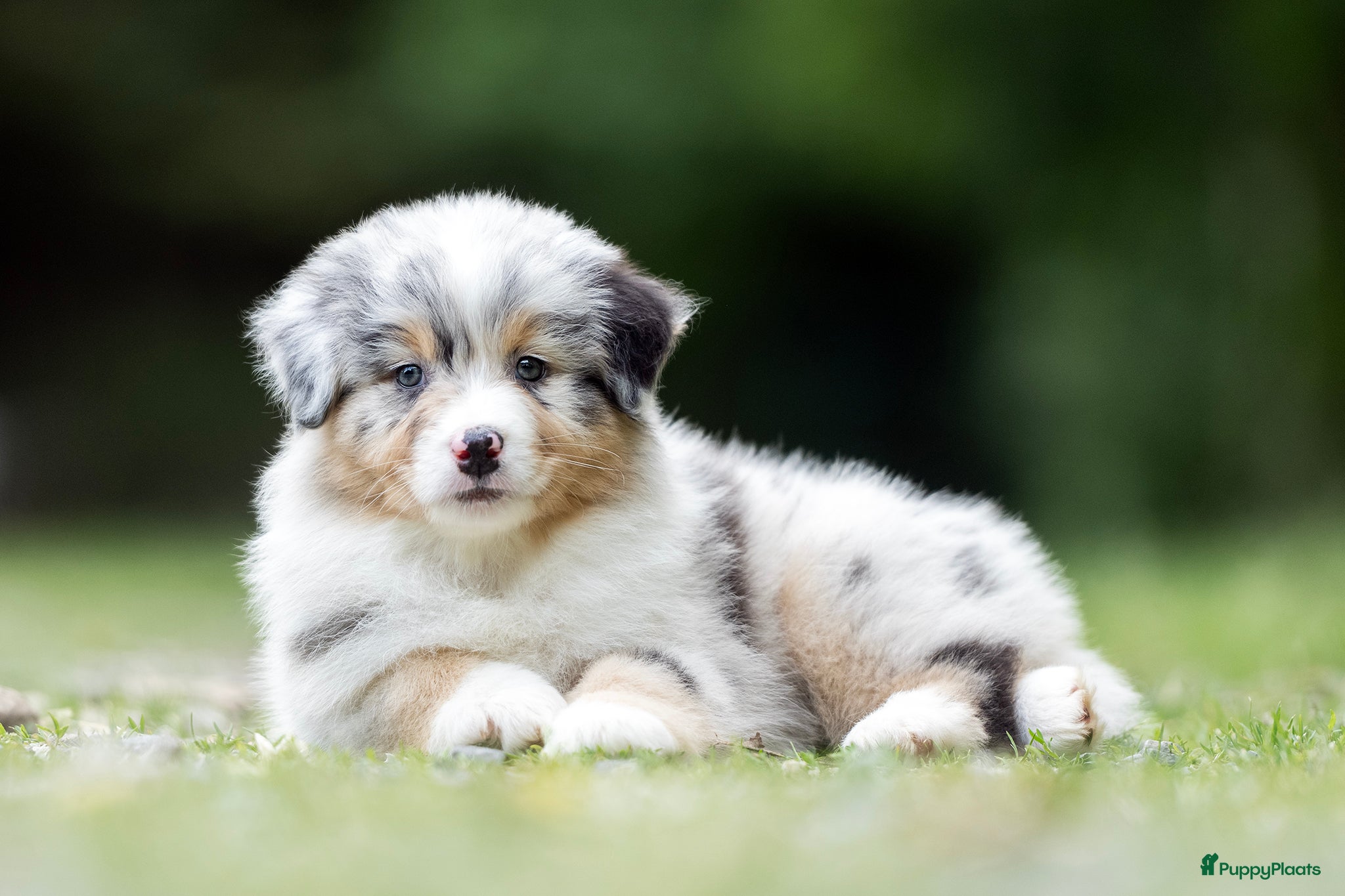 Australian Shepherd honden Australian shepherd pups - Advertentie 4