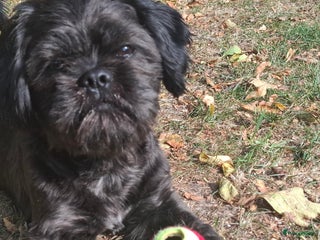 Shih Tzu honden ter dekking: Mooie lieve zwarte Dek reu Shih Tzu - Advertentie 1
