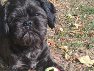 Shih Tzu honden Mooie lieve zwarte Dek reu Shih Tzu - Advertentie 7