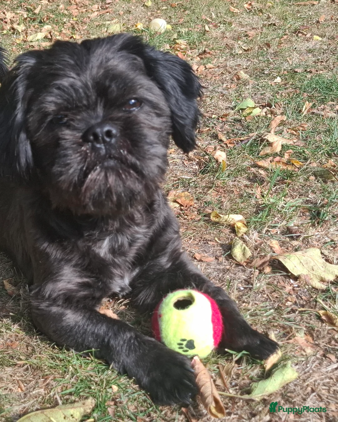 Shih Tzu honden ter dekking: Mooie lieve zwarte  Dek reu Shih Tzu - Advertentie 1