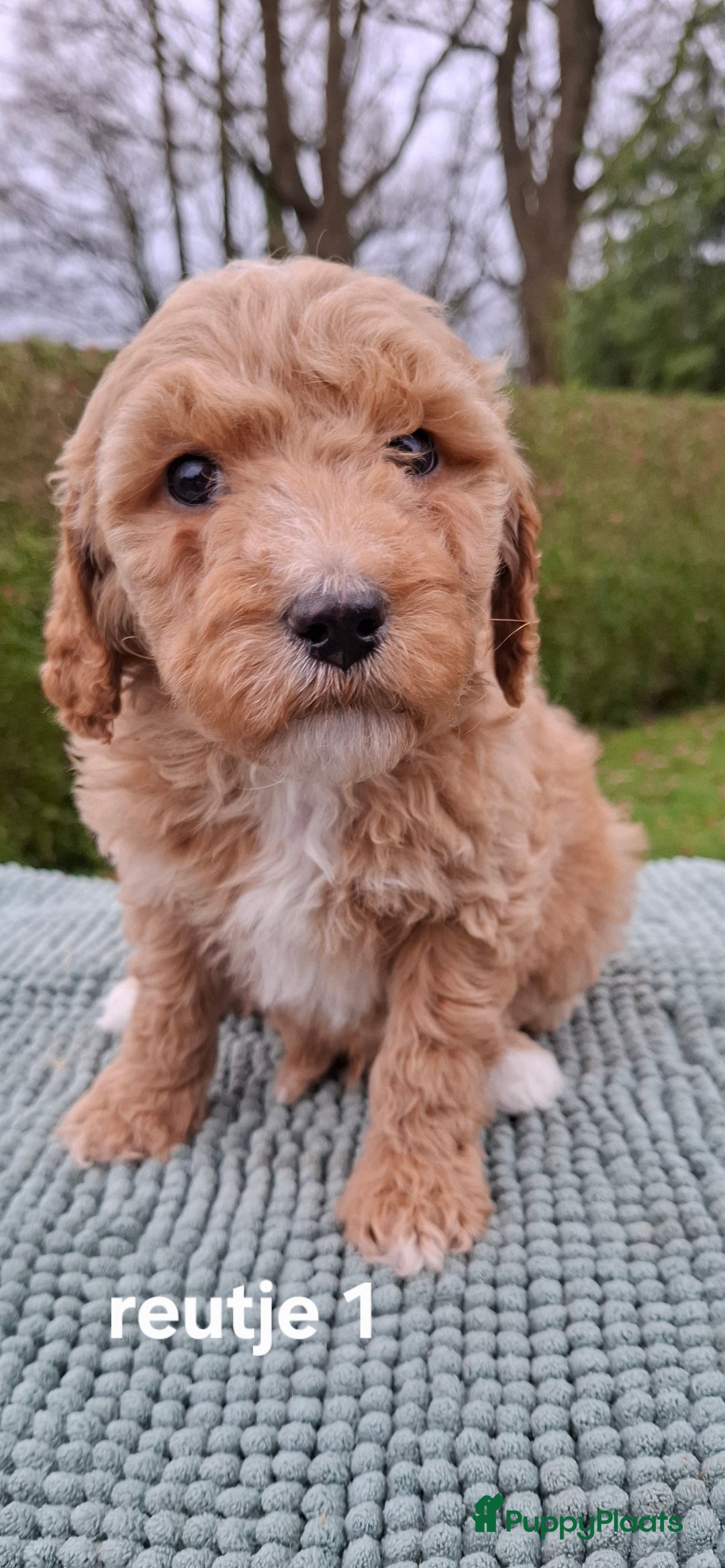 Labradoodle honden te koop: Labradoodle pups kleine  medium  - Advertentie 8