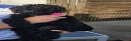 Australian Labradoodle honden te koop: Australian Labradoodle-teefje uit geteste ouders  - Advertentie 11