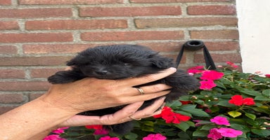 Kruising honden - Advertentie 2