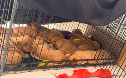 Kruising honden te koop: Bijzonder mooie combi: Toller X Teckel kruising, - Afbeelding 21
