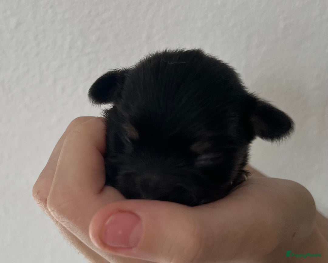 Chihuahua honden te koop: Mooie en lieve langhaar chihuahua. - Advertentie 8