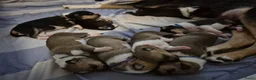 Schotse Herdershond korthaar honden te koop: Schotse herdershond korthaar  - Advertentie 10