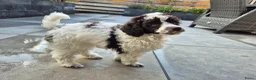 Poedel honden ter adoptie: Gastgezin gezocht voor middenslag poedel  - Advertentie 4