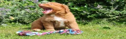 Nova Scotia Duck Tolling Retriever honden te koop: Mooie nova scotia duck tolling retriever pups  - Advertentie 7