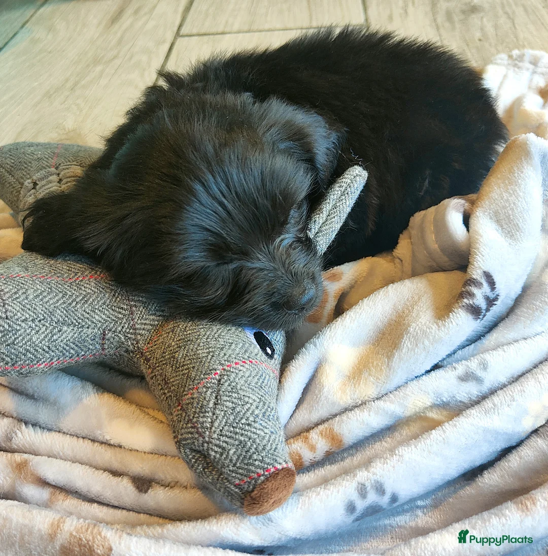 Kruising honden te koop: speelse boomer pups beide ouders aanwezig - Advertentie 12