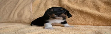 Ruwhaar teefje