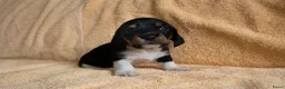 Ruwhaar Teckel honden te koop: Nest Ruwhaar Piebald Dwergteckels - Advertentie 5