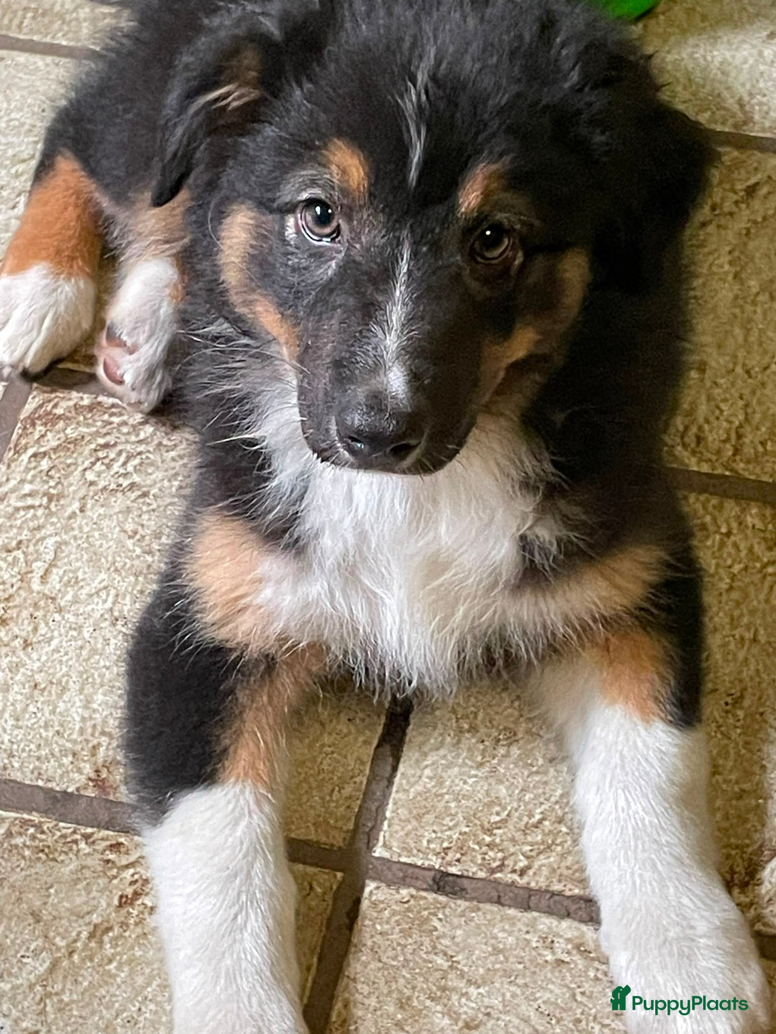 Australian Shepherd honden Australische herder pups - Advertentie 6