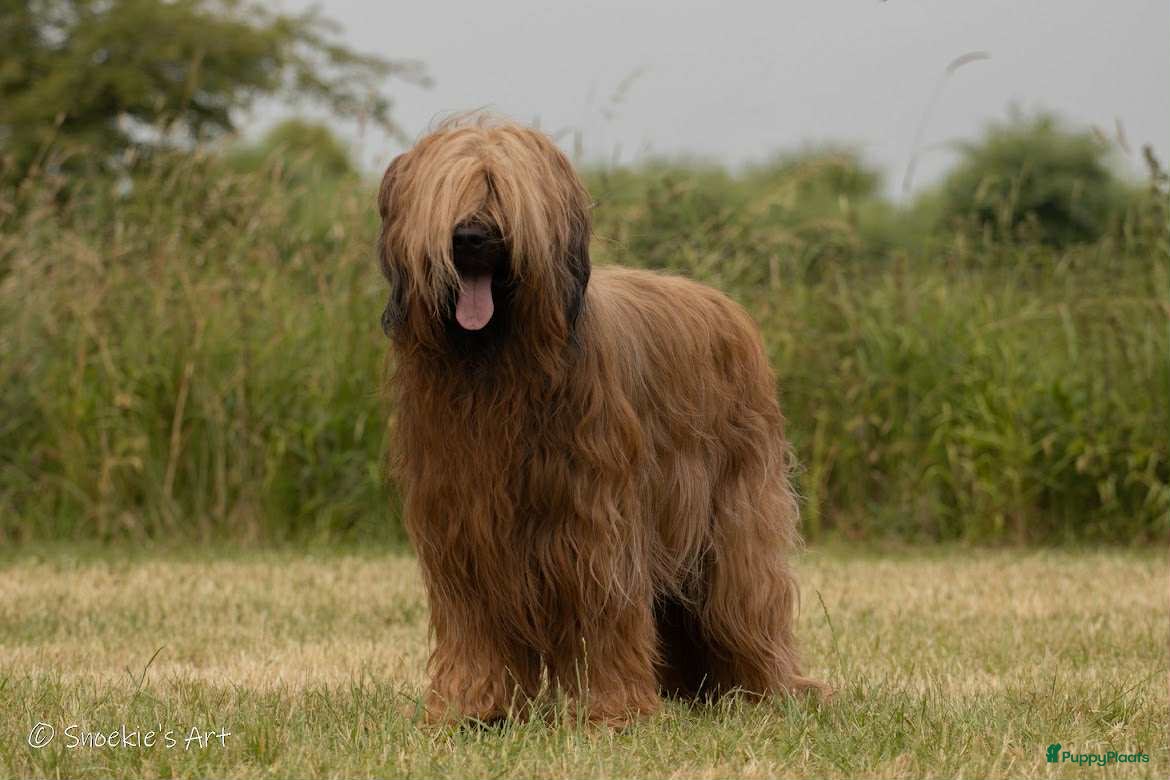 Briard honden Briardpups - Advertentie 2