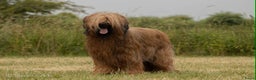 Briard honden te koop: Briardpups - Advertentie 2