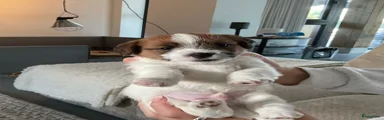 Jack Russel Terriër 1
