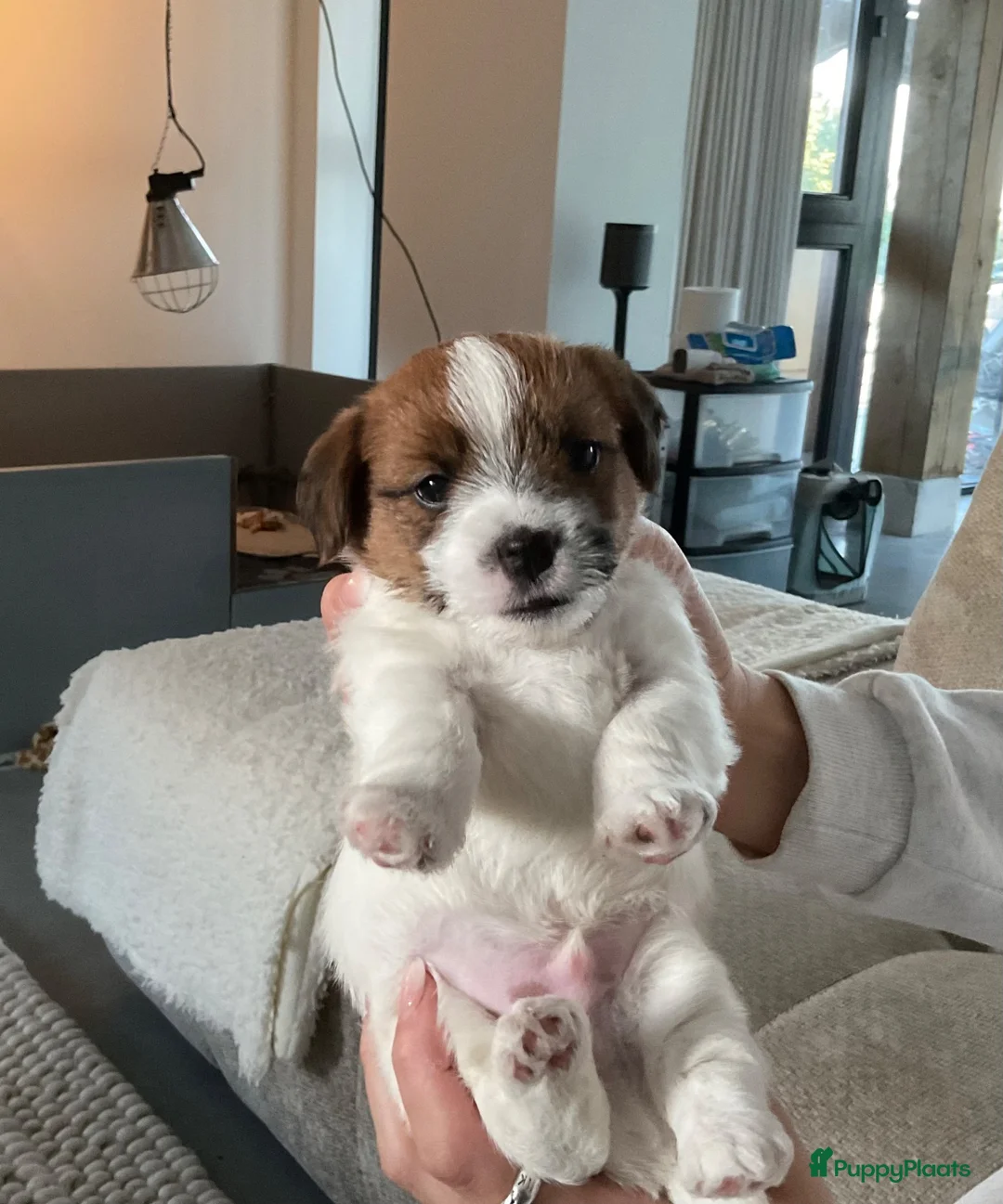 Jack Russel Terriër honden te koop: Prachtige ruwharige jack russel reutje - Advertentie 3