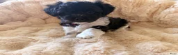 Kruising honden te koop: Schatjes van Boomerpups te koop - Advertentie 23