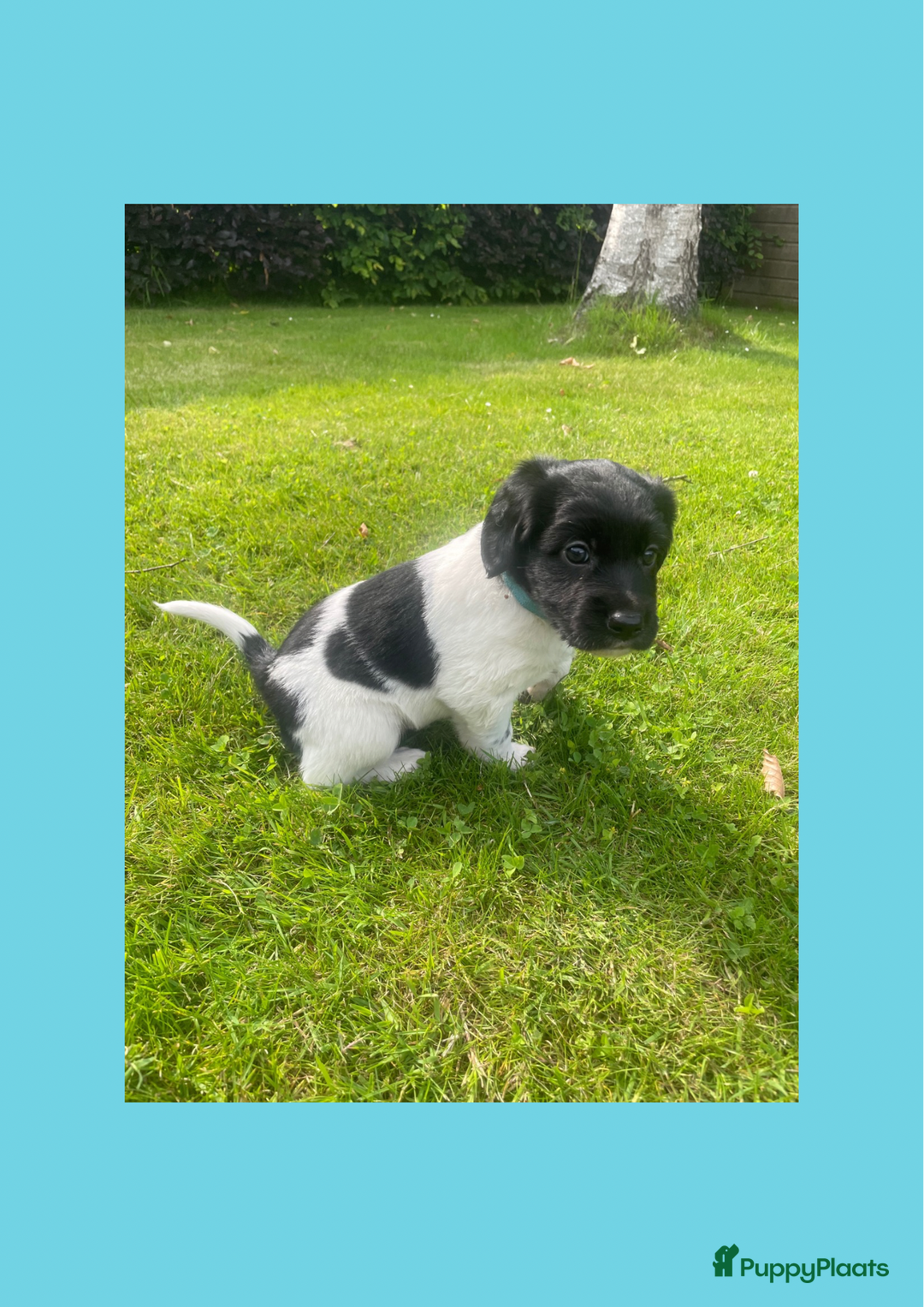 Friese Stabij honden te koop: Lieve Stabij pups met een vleugje Kelpie - Afbeelding 6
