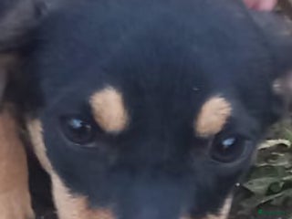 Kruising honden Lady italiaanse pup zoekt baasje - Advertentie 19