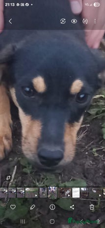 Kruising honden Lady italiaanse pup zoekt baasje - Advertentie 1