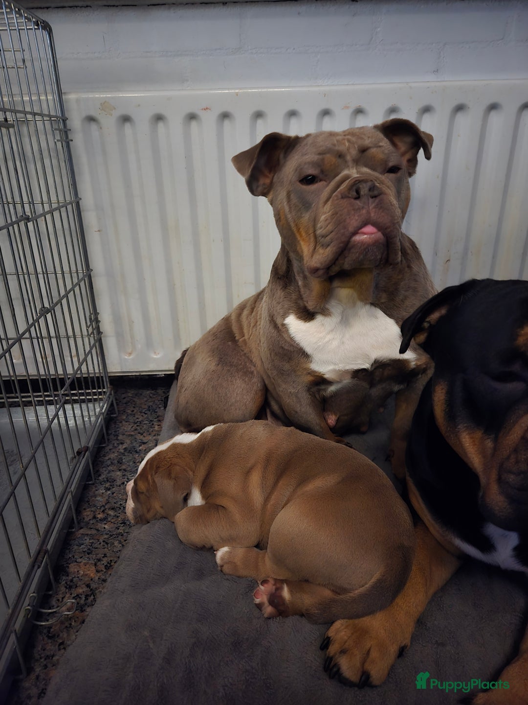 Old English Bulldog honden te koop: Old english bulldog pup mag nest verlaten  - Advertentie 10