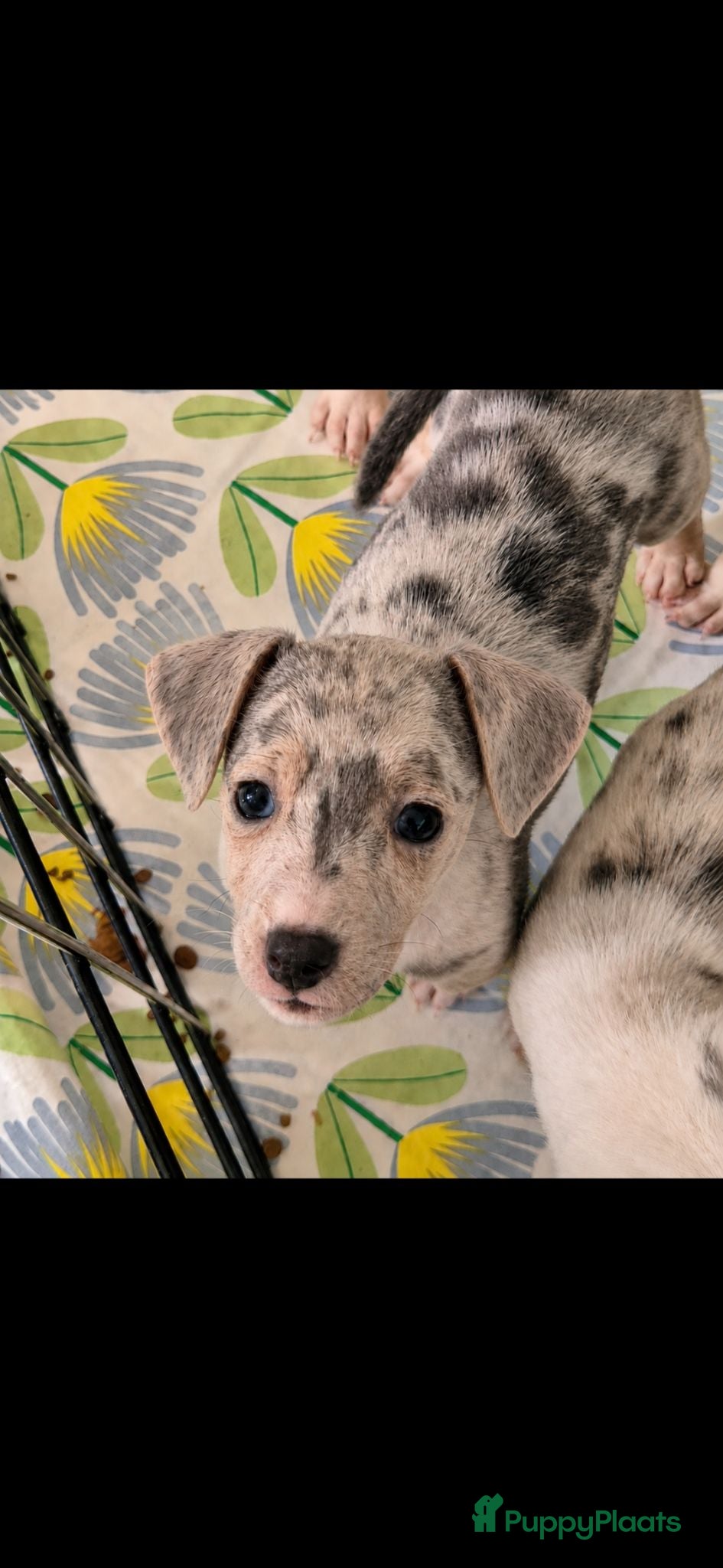 Jack Russel Terriër honden Nog 1 mooi grey merle teefje 7 weken oud en 1 reu  - Advertentie 3