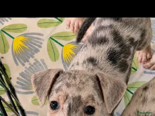 Jack Russel Terriër honden Nog 1 mooi grey merle teefje 7 weken oud en 1 reu - Advertentie 3