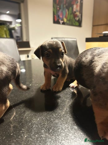 Jack Russel Terriër honden - Advertentie 1