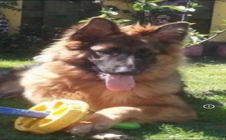 Duitse Herder honden - Advertentie 2