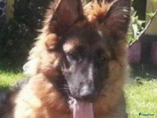 Duitse Herder honden Langharige Duitse Herder puppy’s met rechte rug. - Advertentie 4